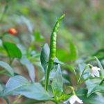 項目文章 | 突破性成果！辣椒基因組調(diào)控元件圖譜被系統(tǒng)繪制